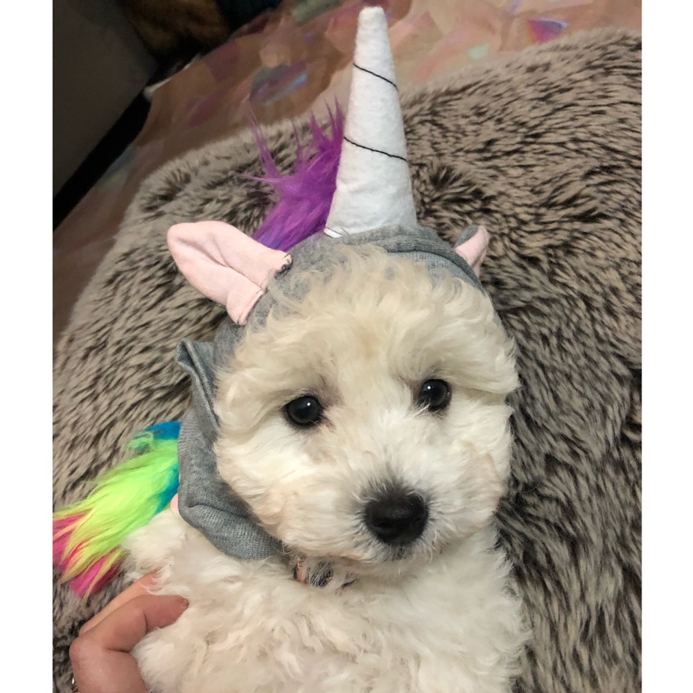 XXS Unicorn Small Dog/Puppy Costume